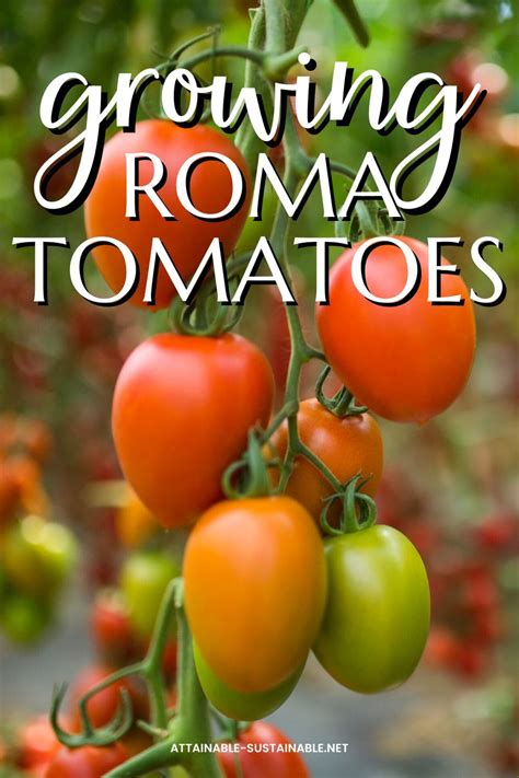 mature roma|Growing Roma Tomatoes